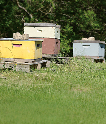 Honey bees don’t mind a splash of color on their hives, as shown by Loree Miles’ colonies near her Dallas Center home. 