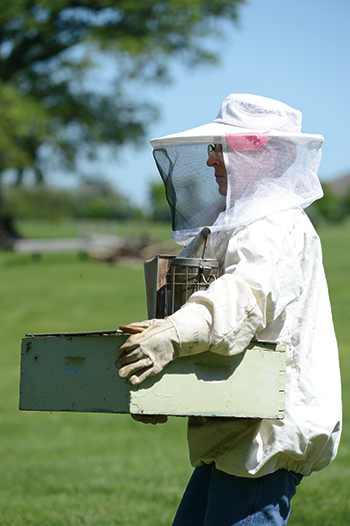 Loree Miles wears a full bee suit while carrying a buzzing “super” full of bees. Balanced on top is the smoker she uses to quiet the bees before working with them.