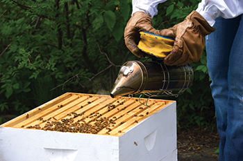 Sharon Krause uses a smoker to calm the bees before she begins lifting out frames to check the bees’ health.