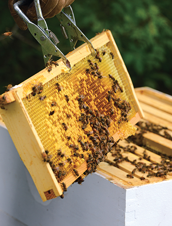 Though optional, this specialized tool can help beekeepers maintain a firm grip while removing frames from the hive.