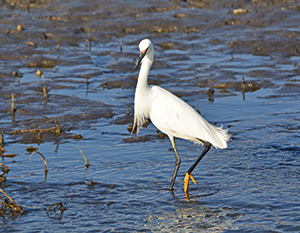 Snowy egrets are a rare and exciting find for birders like Des Moines-based photographer Whitney Rounds, who says they turn up along the Des Moines and Raccoon rivers now and then on their migratory travels. Photographer: Whitney Rounds.