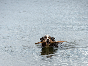 Dash, the bright-eyed and eager companion of Melanie Sadeghpour, sees a stick as a good reason to splash wildly into the river. But Dash isn’t always sold on the importance of hauling the stick back out. Photographer: Duane Tinkey.