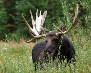 Wildlife is diverse and plentiful, easy to watch in a refuge and exciting to find along a trail.