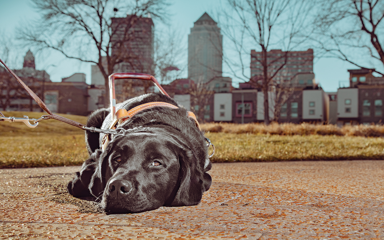 Downtown Dogs