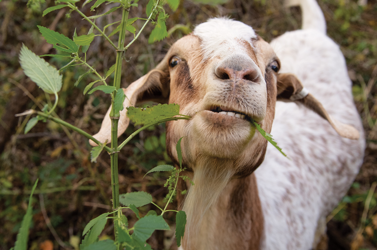 Once Upon A Dream Acres-Goats - Home